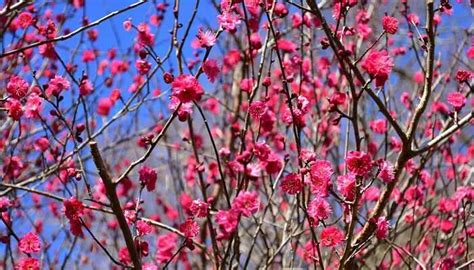 紅梅樹|ウメ（花ウメ）の種類（原種、品種）｜植物図鑑｜み 